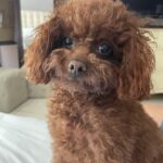 Pumpkin the toy poodle is friends with Pet Home Goods