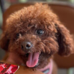 Pumpkin is a happy toy poodle