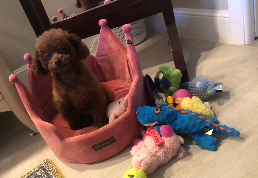 Pumpkin the toy poodle sitting in her crown bed