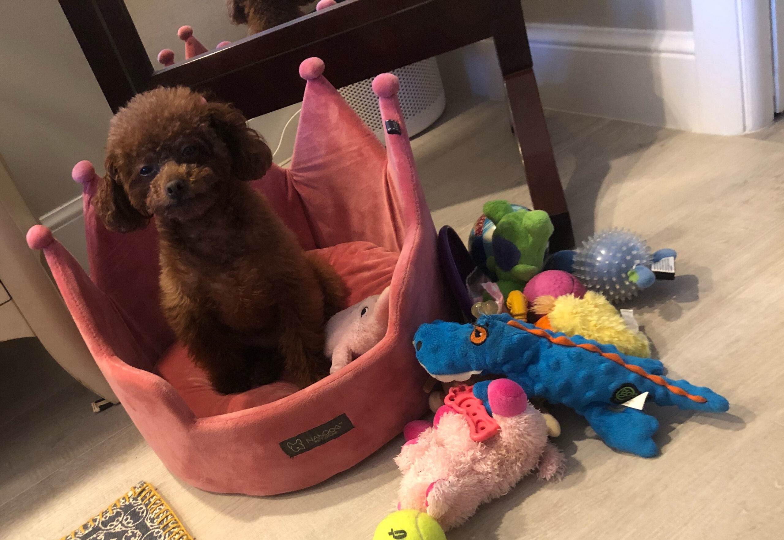 What Are the Best Indoor Toys for Small Dogs?