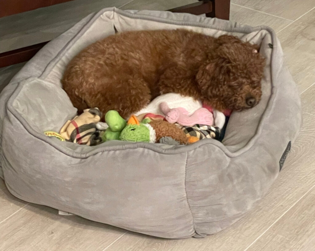 Pumpkin the toy poodle sleeping in her Nandog dob bed