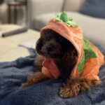 Pumpkin in her Halloween Pumpkin Dog Costume