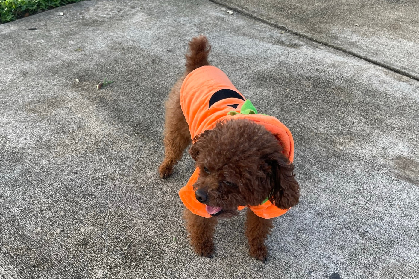 Pet Home Goods » Pet Products and Travel Suggestions for Pet Lovers