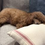 Pumpkin sleeping in her bed
