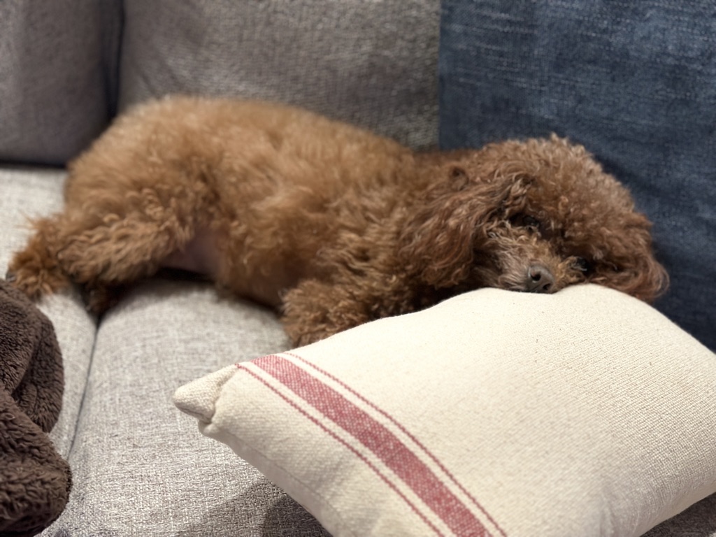 How to Tell If Your Dog Is Overweight—and What to Do Safely