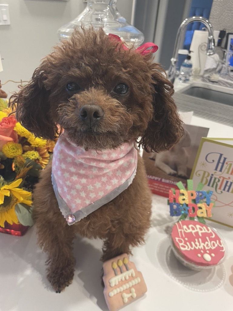 Pumpkin after grooming