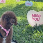 Pumpkin the poodle in a pumpkin patch