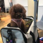 Pumpkin with her travel carrier ready for departure
