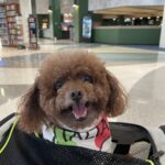 Pumpkin traveling to Europe